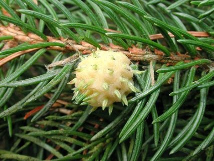 Признак заражения еловым хермесом