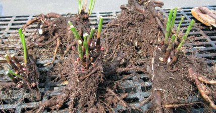 Как высажить осенью пионы