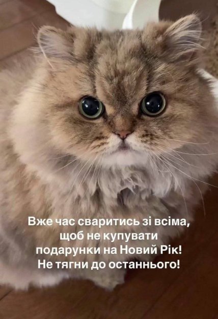 Мем з котиком про Новий рік