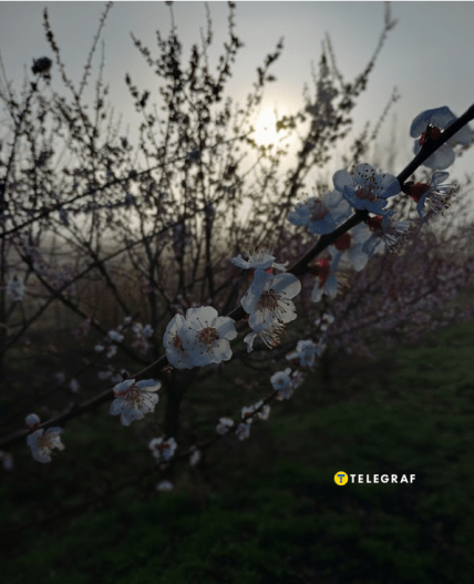 Цвітіння абрикоса навесні