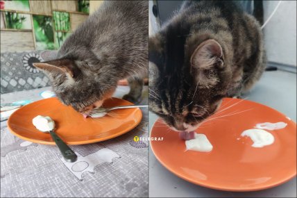 Коты едят самую дешевую сметану из АТБ и Сильпо