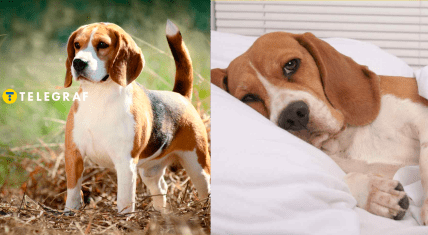 Собака породы бигль