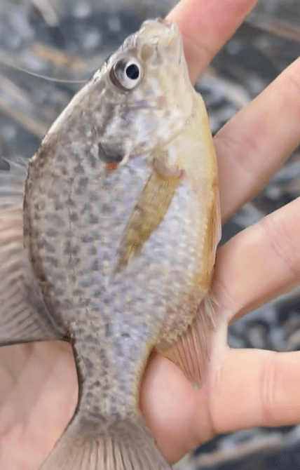 Солнечный окунь