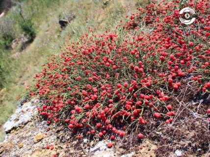 Червоні ягоди в степу
