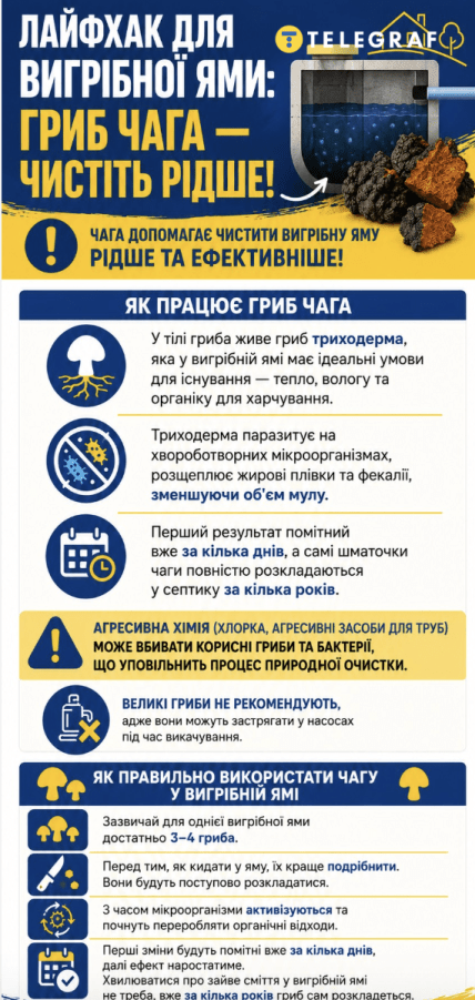 Как работает гриб чага