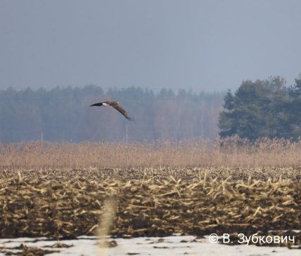 Орлан-белохвост, как выглядит