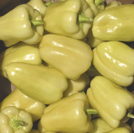 Болгарський перець Блонді