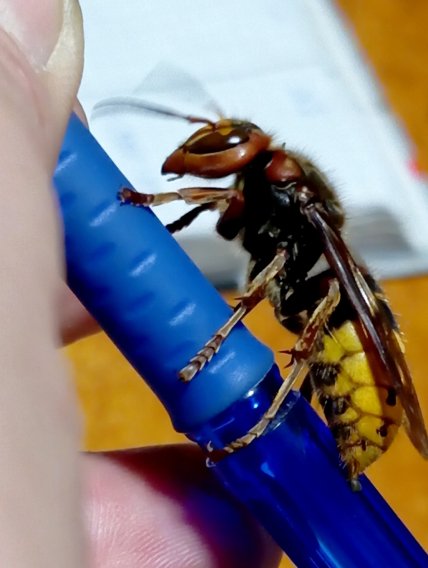 Шершень на олівці