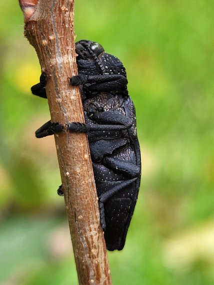 Жук черная златка