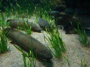 Ученые обнаружили в Африке рыбу, которая может жить без еды