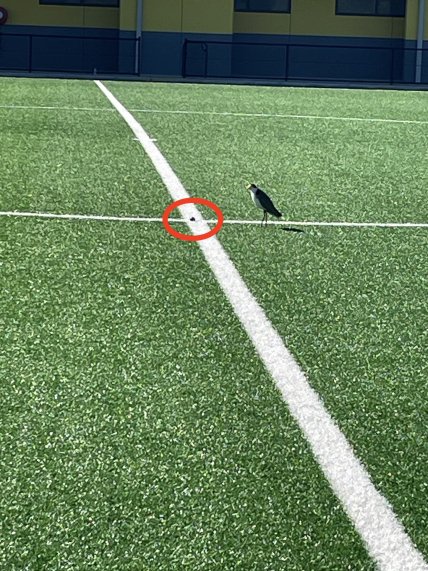 Сначала на поле было 1 яйцо