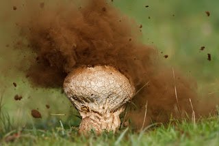 Гриб дождевик