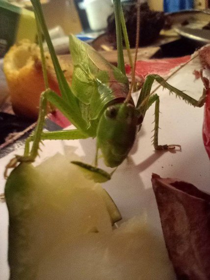 Зеленый кузнечик ест