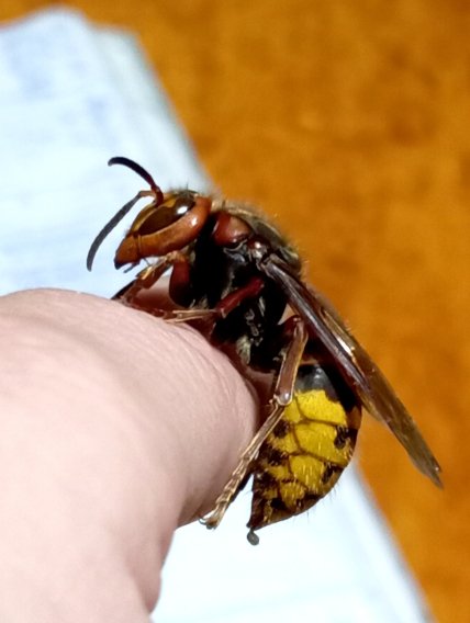 Шершень на пальці