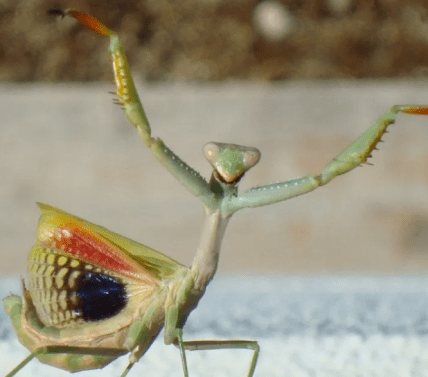 Как выглядит богомол Iris oratoria