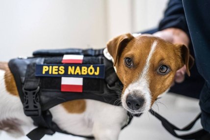 Пес Патрон стал поляком, мемы