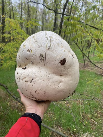 Порхавка гігантська