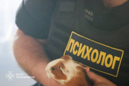 До порятунку тварин залучені навіть психологи