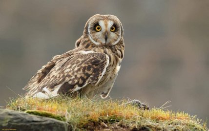 Болотяна сова