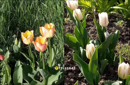 Как посадить тюльпаны осенью, советы и инструкция
