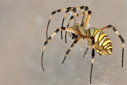 Паук аргиоп тигровый