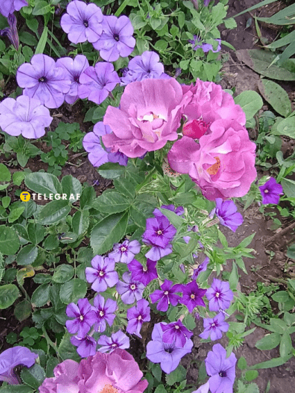 Флокс Друммонда Promise Lilac Blue, петуния Ивнинг сенсейшен и роза Блу фо ю