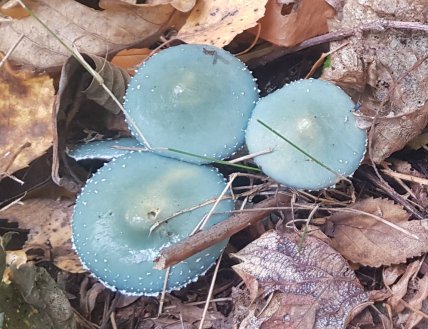 Строфария сине-зеленая, что известно