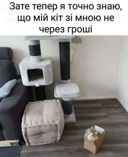 Мем кот вместо домика залез в коробку