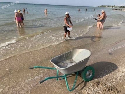 нашествие медуз 