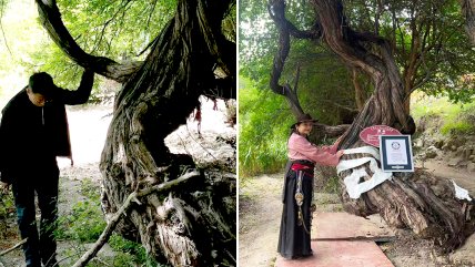 Самый старый в мире 416-летний куст винограда в Тибете