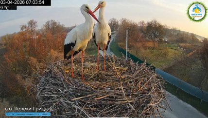 Лель и Квитка