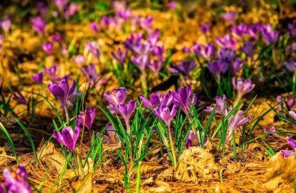 Дендропарк Березинка, крокуси