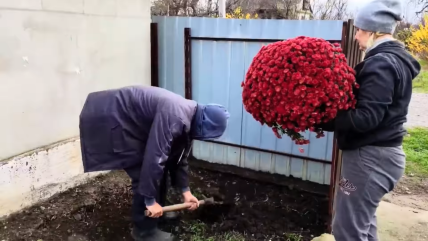 Хозяева высадили цветы