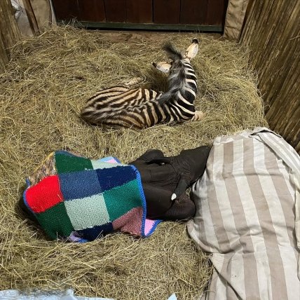 Зебра та носоріг у заповіднику в Африці