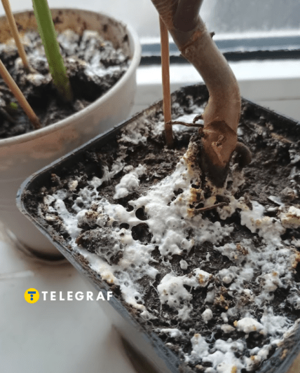 Цвіль у горщиках та розсаді що робити