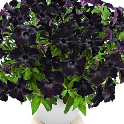 Петуния Black Ray