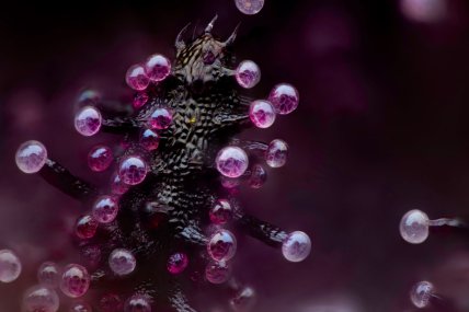 Яйця восьминога і не тільки: як конкурс Nikon Small World відкриває нові горизонти (фото)