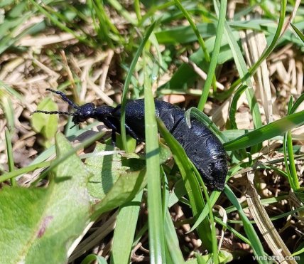 Отруйний жук майка засвітився на Вінничині