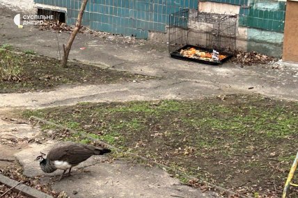 У Дніпрі на дереві сидить самка павича: її намагаються спіймати