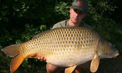 Как выглядит карп