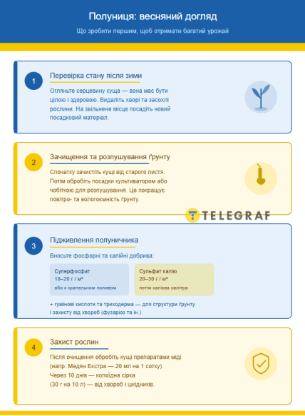 Что сделать с клубникой весной, пошаговая инструкция