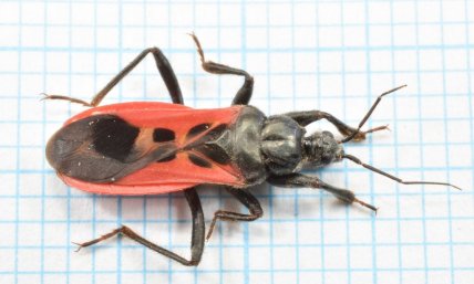 Хижий клоп з родини Редувіїди