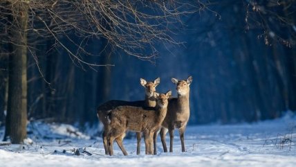 Владимир Бурдяк, лицензия CC BY-SA 4.0