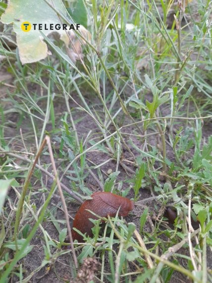 От "испанцев" страдают зеленые насаждения и овощи в частных секторах