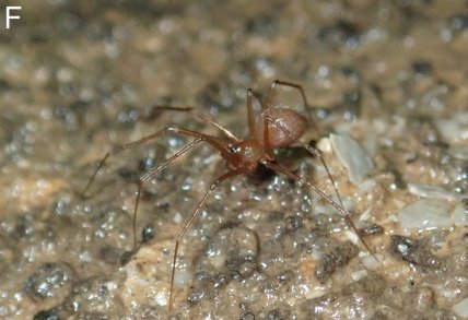 Troglohyphantes exspectatus