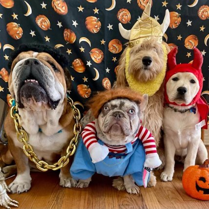 Роско одягнувся на Хелловін