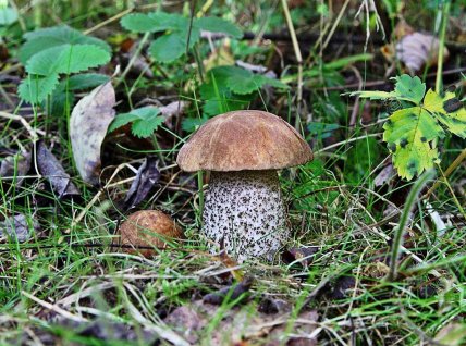 Подберезовик что известно