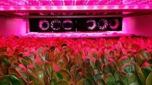 AeroFarms станет крупнейшей вертикальной фермой в мире