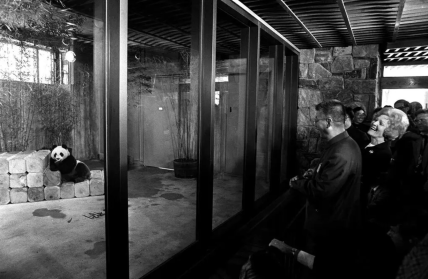 Первые пандочки в США