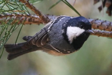 Синица черная